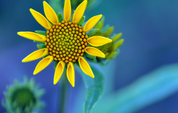 Желтый цветок