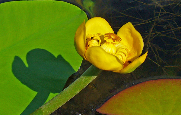 Цветок желтая кубышка