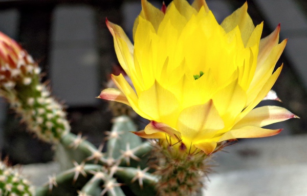 Желтый цветок кактуса