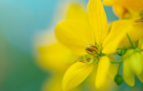 Желтый цветок на размытом фоне