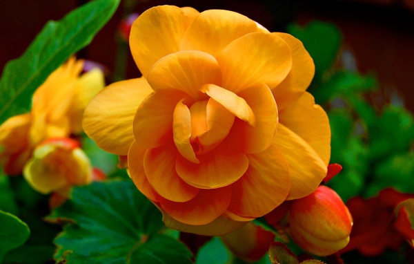 Желтые цветки и бутоны