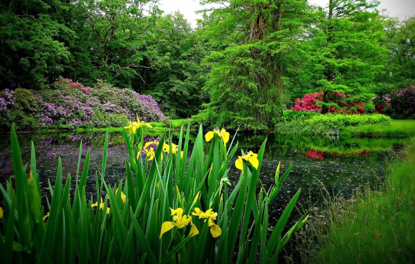 Желтые цветы на берегу озера