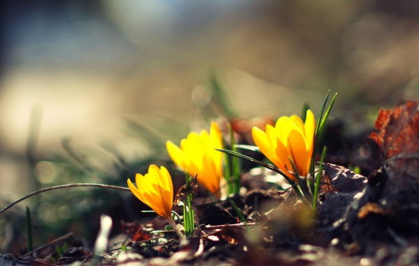 Жёлтые фонари