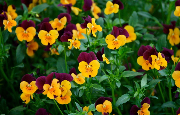 Желтые цветы анютины глазки на поляне