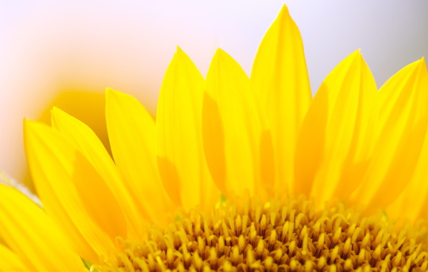 Желтые лепестки цветка подсолнуха