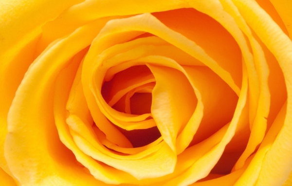 Жёлтая роза, сердцевина