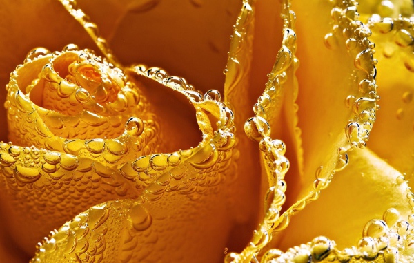 Жёлтая роза в пузырьках воздуха