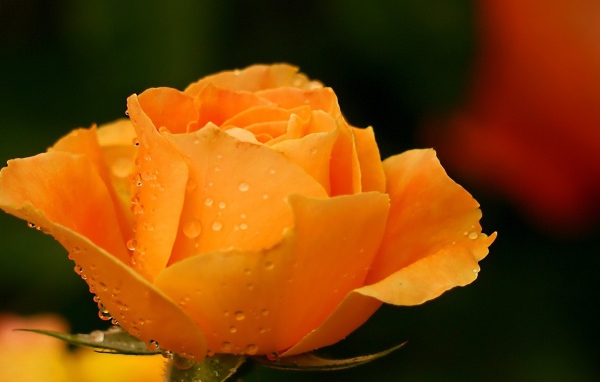 Жёлтая роза в саду после дождя