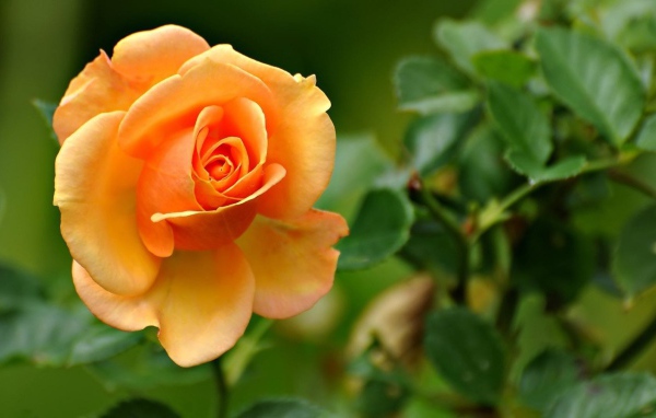 Yellow rose on a background of foliage