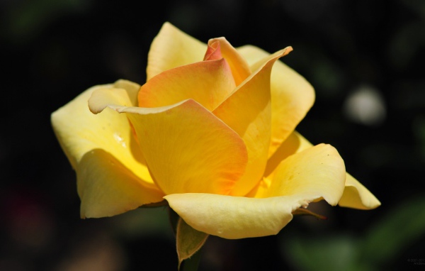 Жёлтая роза на фоне сада