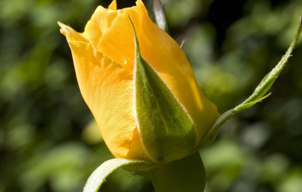 Жёлтая роза на фоне зелени