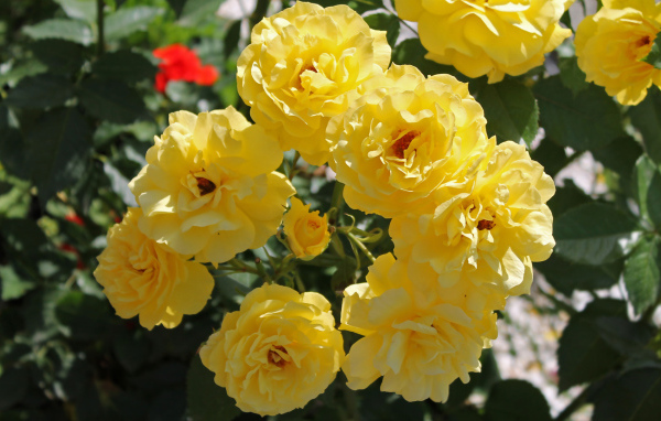 Жёлтые розы на клумбе