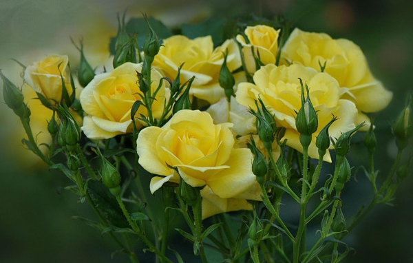 Жёлтые розы цветут в саду