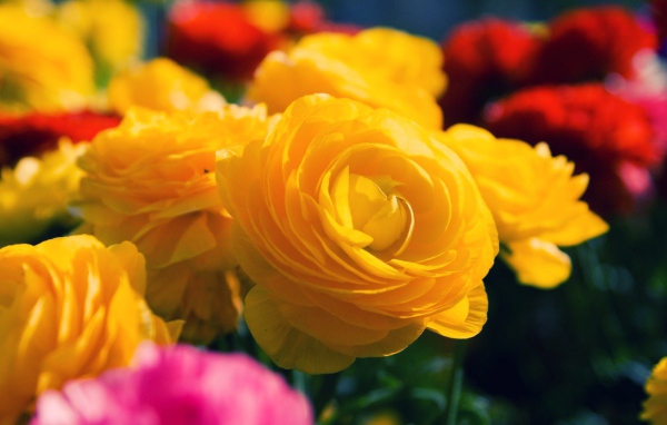 Жёлтые розы распустились в саду