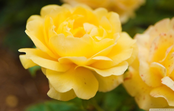 Жёлтые розы в саду