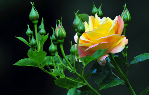 Жёлтые розы на тёмном фоне