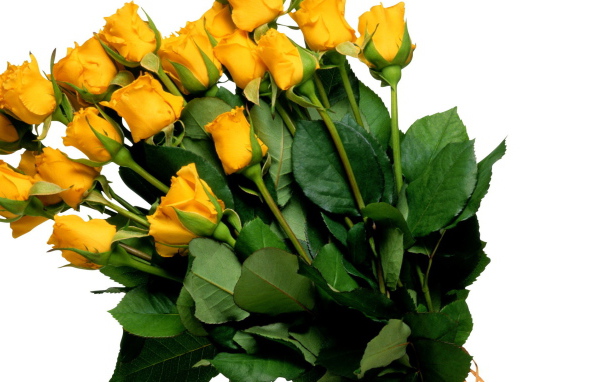 Жёлтые розы на белом фоне
