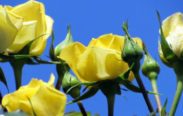 Жёлтые розы на фоне неба