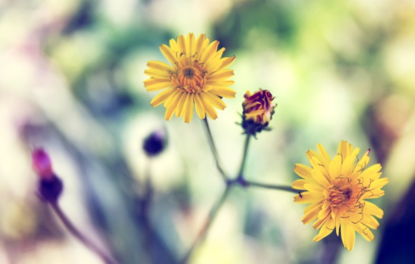 Желтая весенняя ромашка