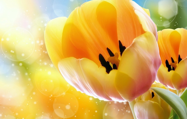 Желтые тюльпаны