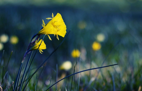 Желтые полевые цветы
