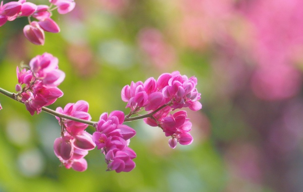 Молодая сакура