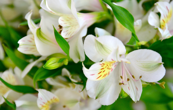 Молодые белые лилии