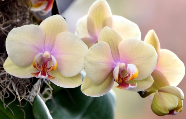 Цветущие орхидеи