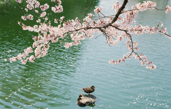 Утка под цветущей вишней