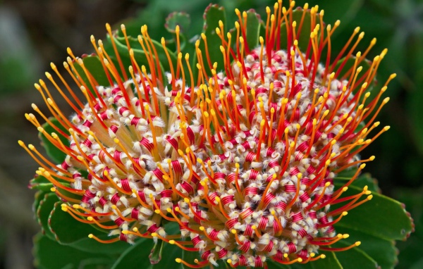 Цветок из Южной африки