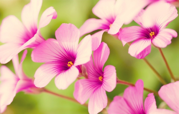 Цветы Вербена