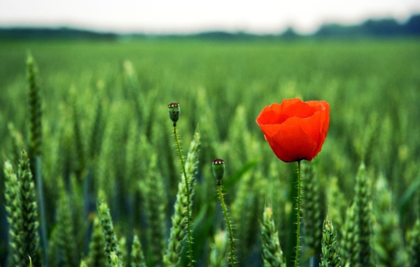 Мак на поле