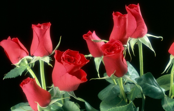 Бутоны красных роз