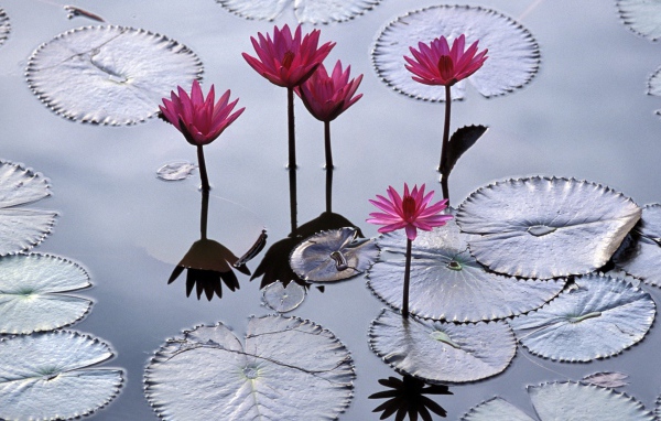 Водяные лилии во Вьетнаме