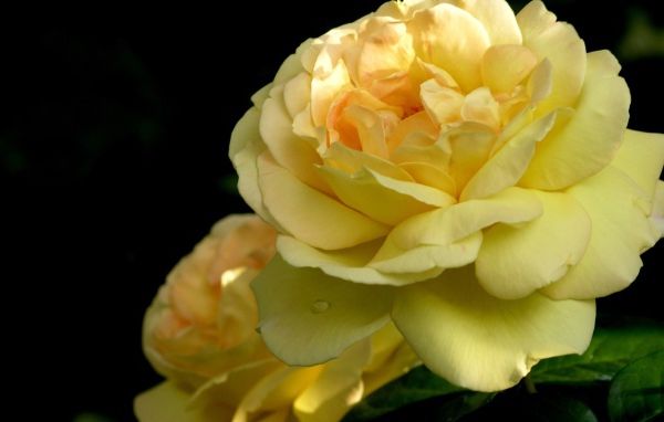 Желтая роза