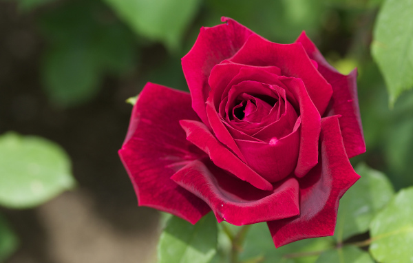 Большая красная роза