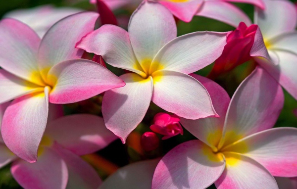 Цветущая Плюмерия