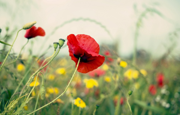 Цветущий мак на поле