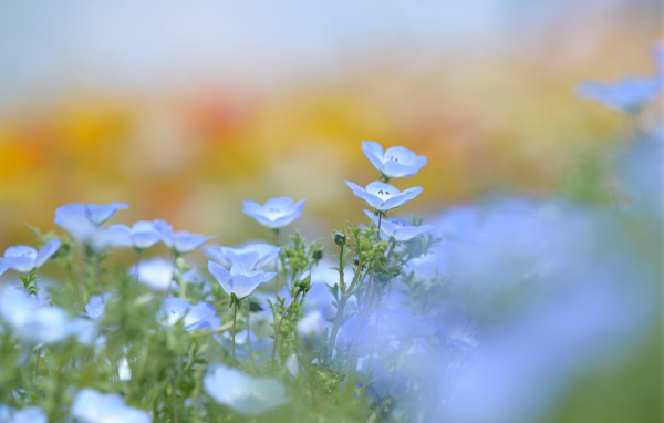 Голубые цветки льна