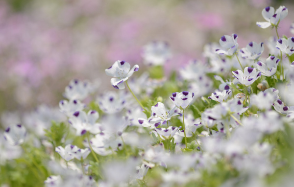 Сине белые цветки льна