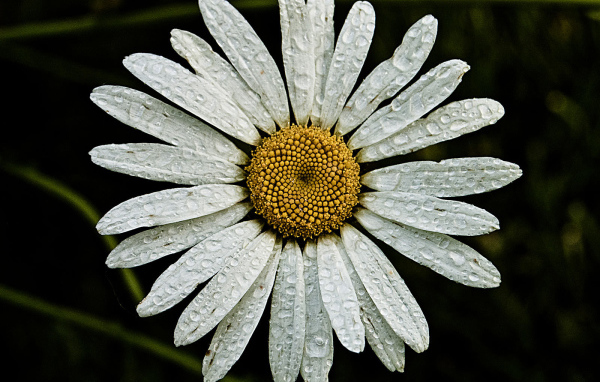 Ромашка с каплями