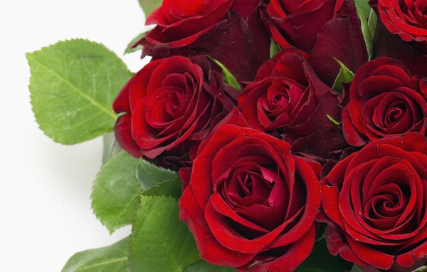 Темно красные розы