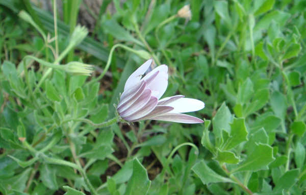 Нежный розовый цветок