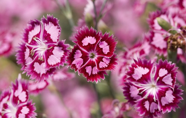 Нежные розовые цветы