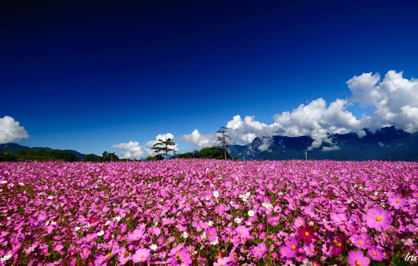 Поле цветов космеи