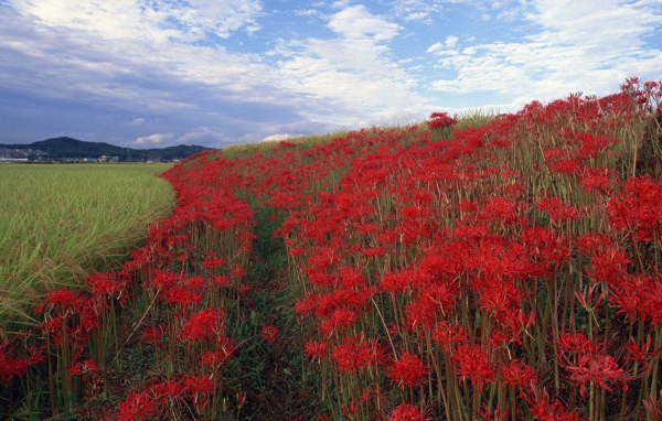 Поле красных цветов