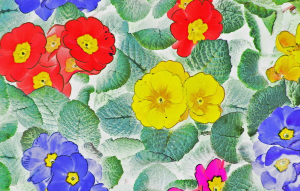 Цветочные обои