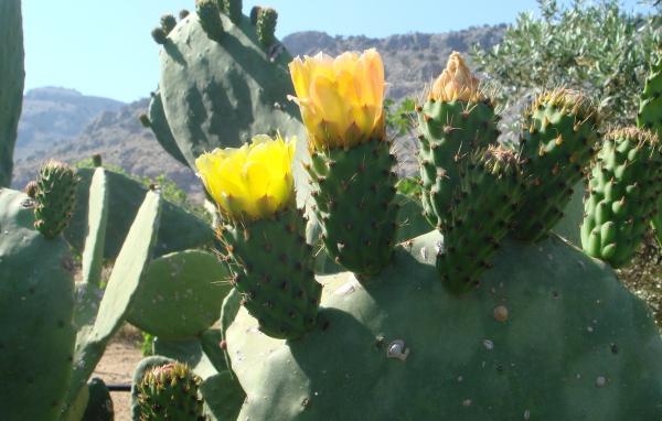 Цветущий кактус