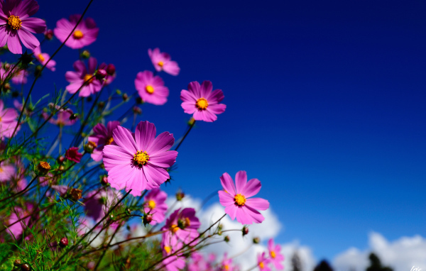 Цветы Космея