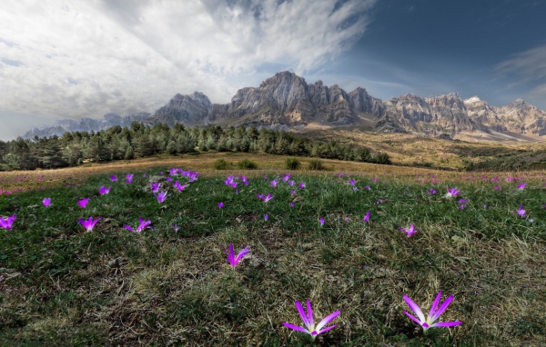 Цветы в горах